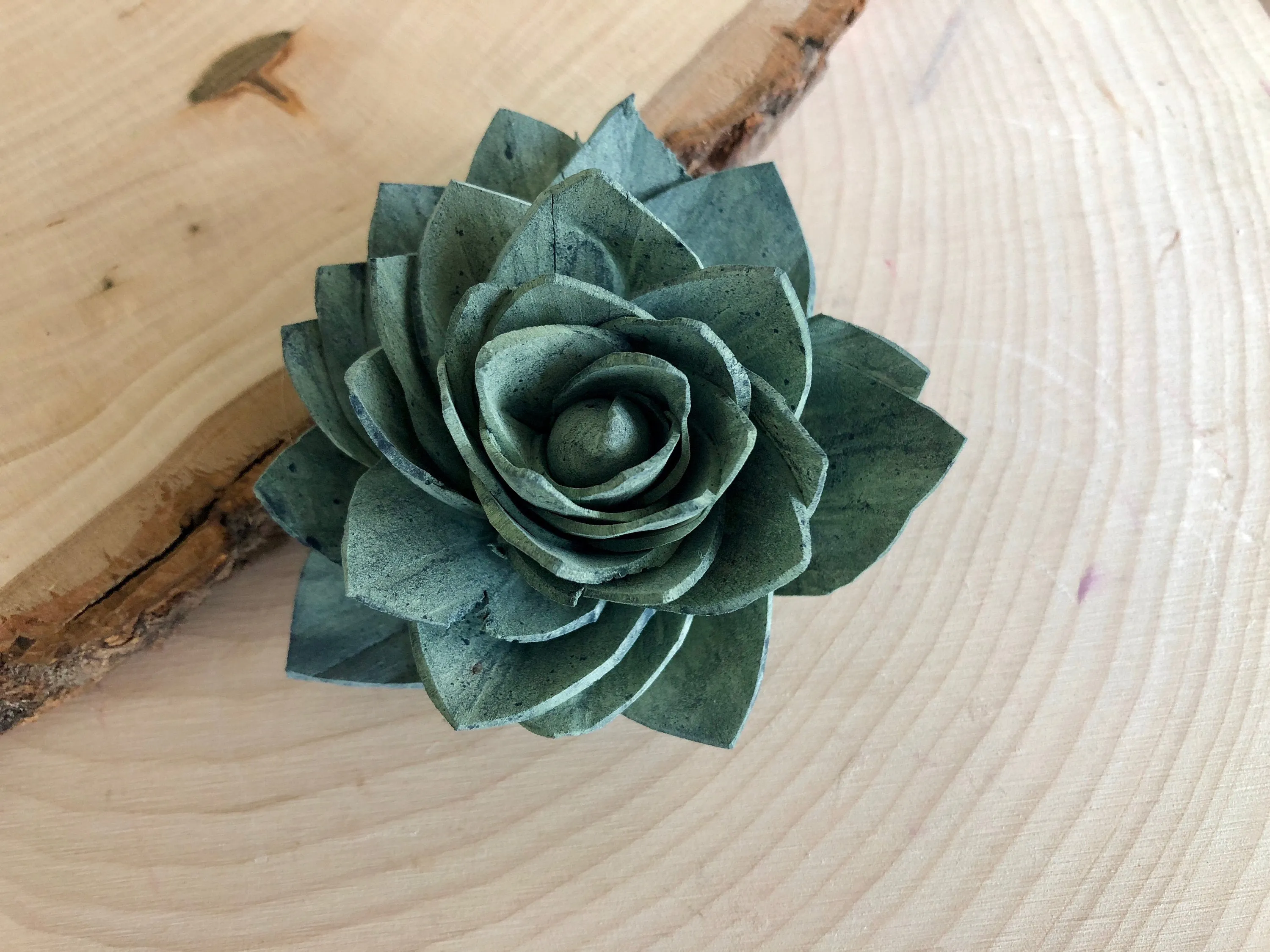 12 Blue and Green Delicate Wood Succulents - 2"