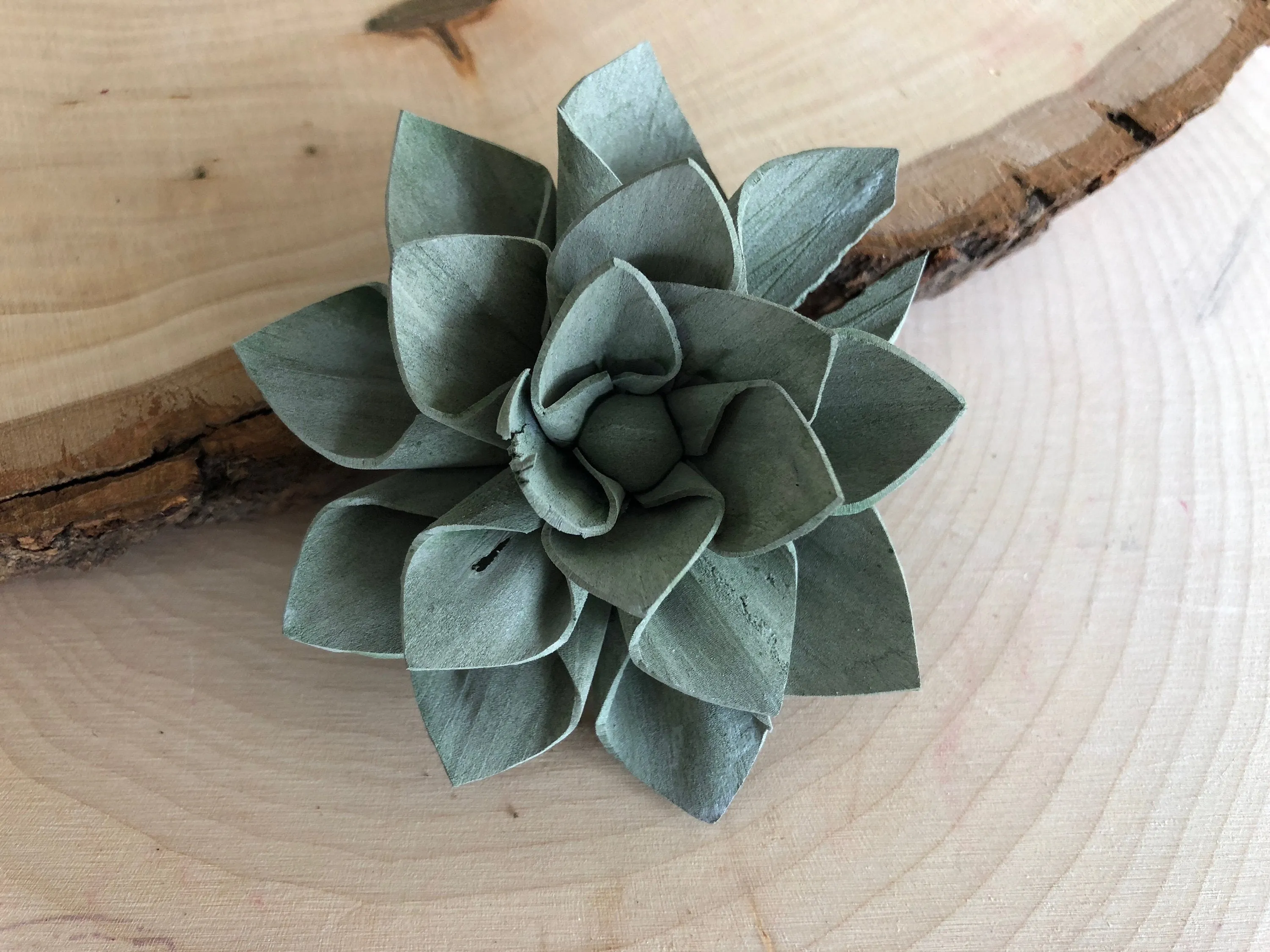 12 Blue and Green Delicate Wood Succulents - 2"