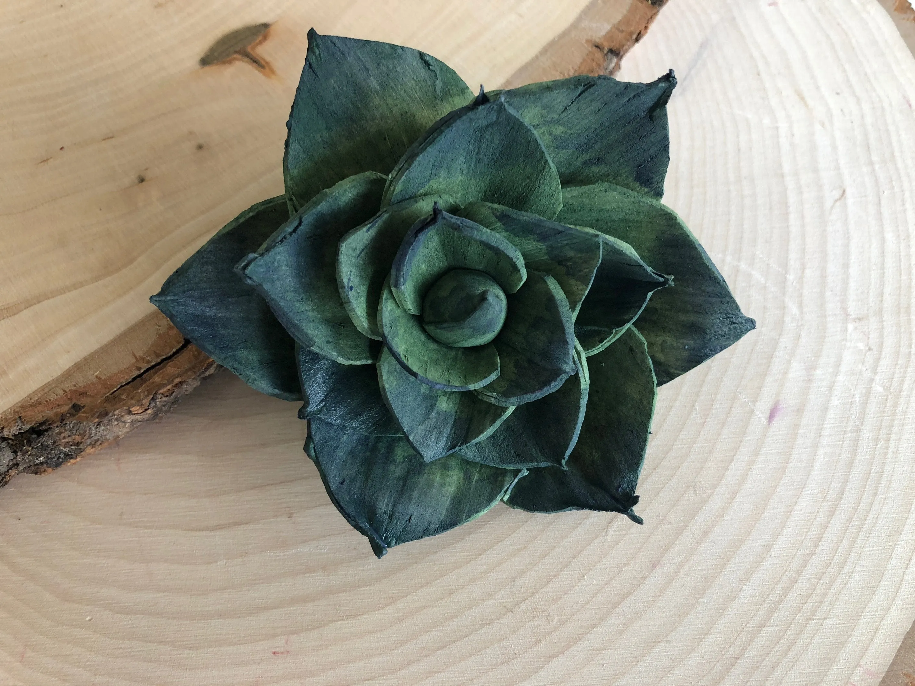 12 Blue and Green Delicate Wood Succulents - 2"