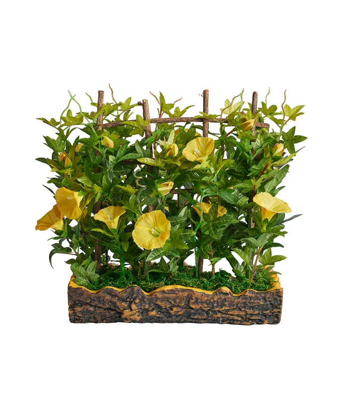 Bougainvillea Yellow Bonsai