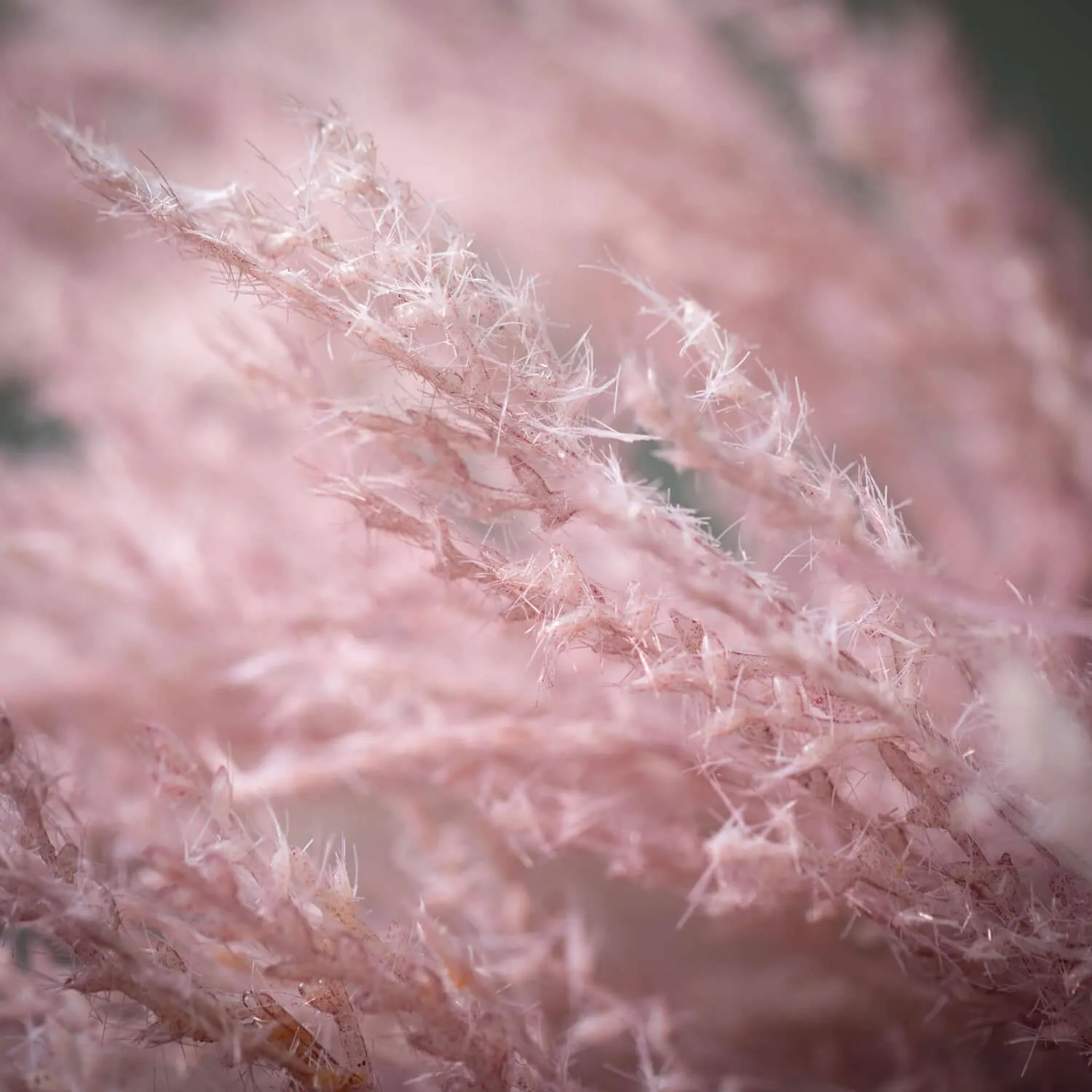 Faux Dried Purple Reed Stem