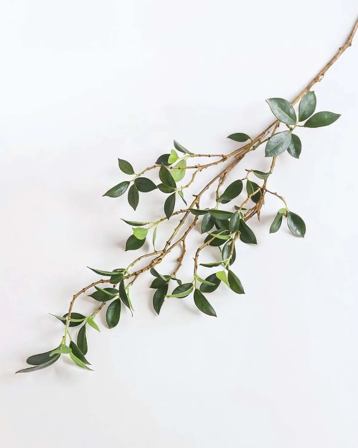 Faux Ficus Branch
