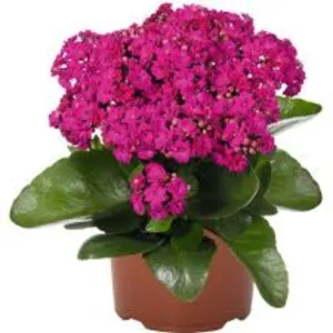 Kalanchoe Calandiva Purple 130mm