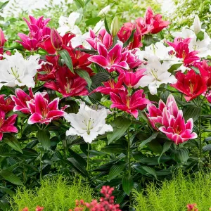 Liber Lily Mixture