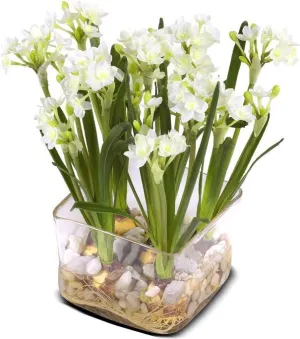 Paperwhite Narcissus Vase