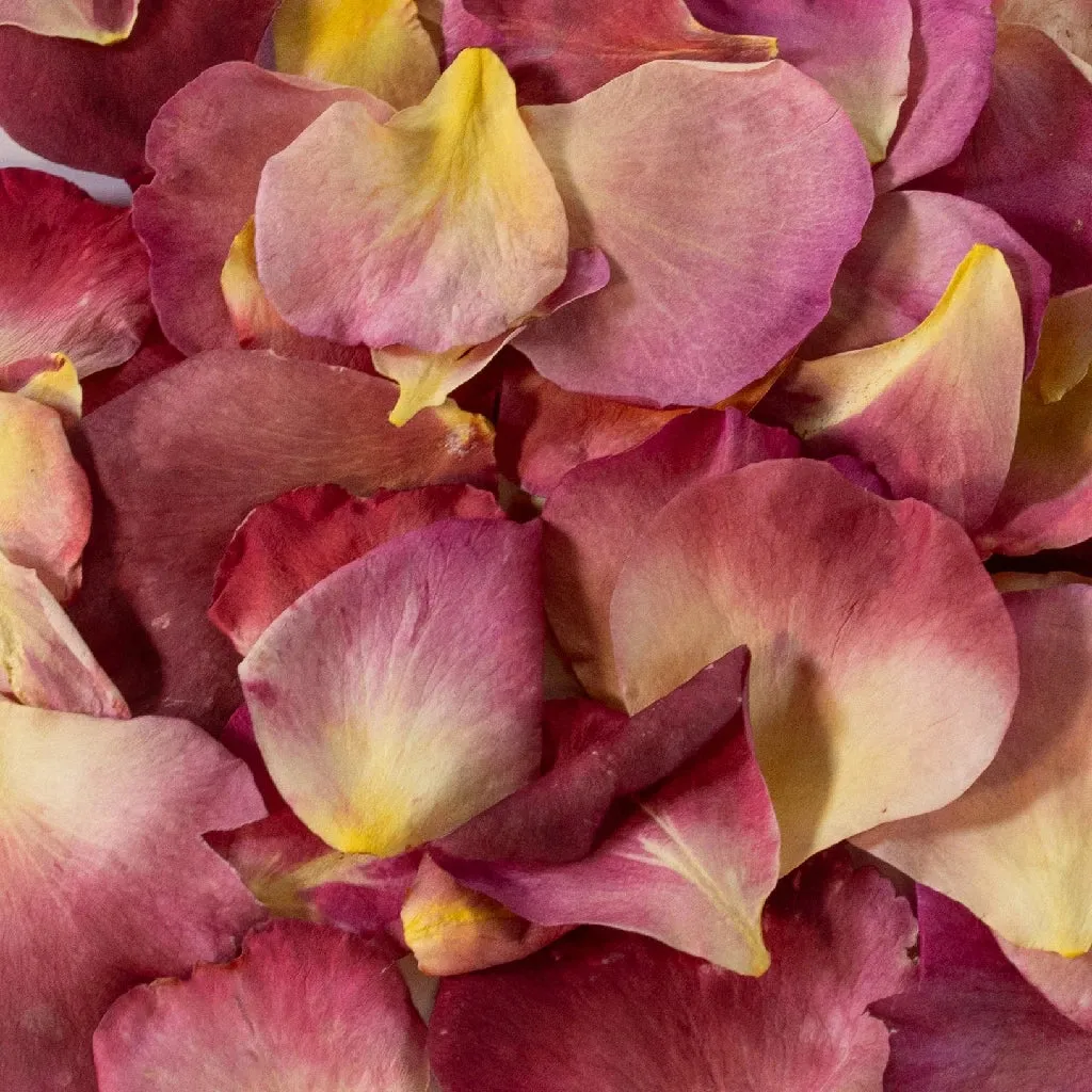 Pink Peach Hue Dried Rose Petals