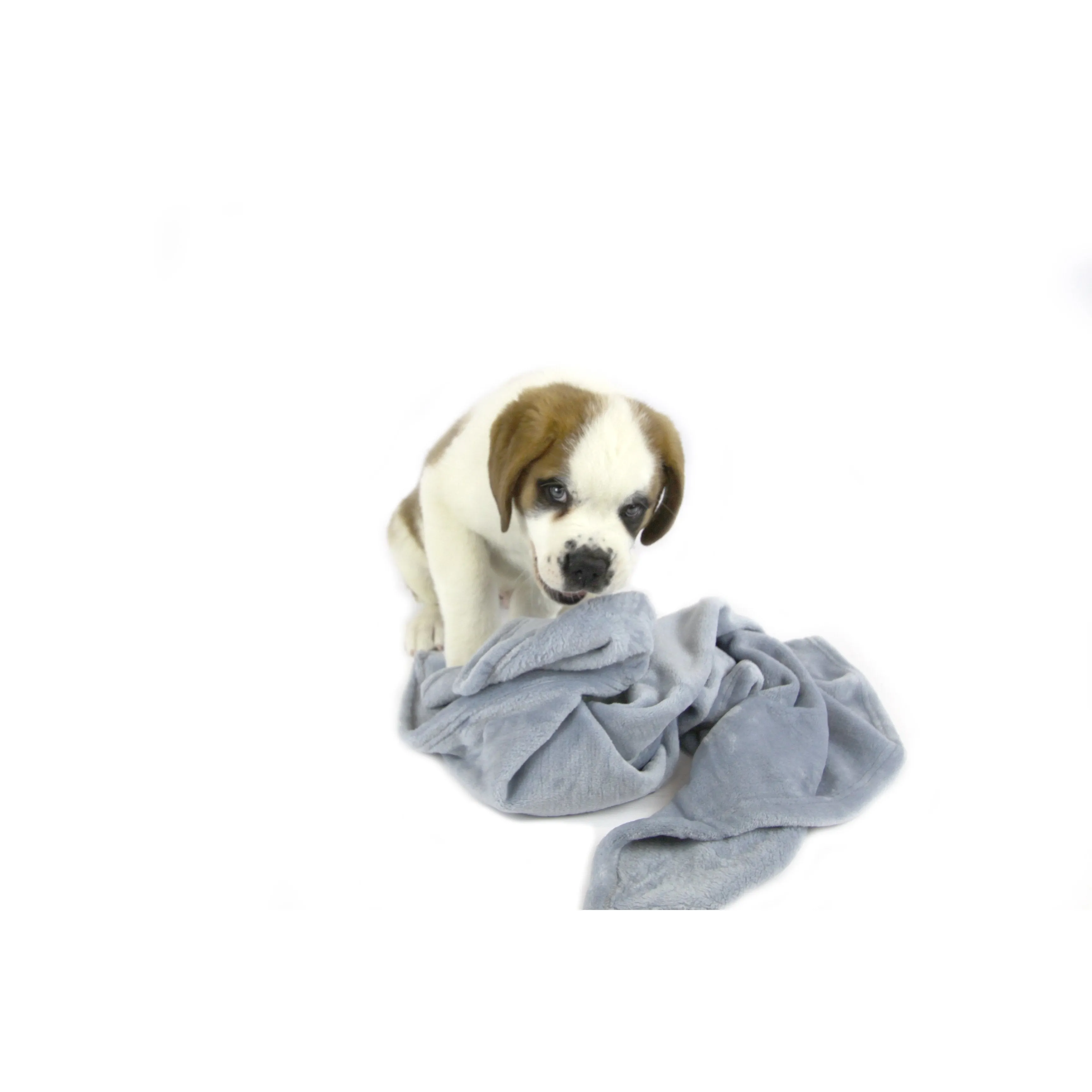 T&S Snuggle Blue Dog Blanket Large
