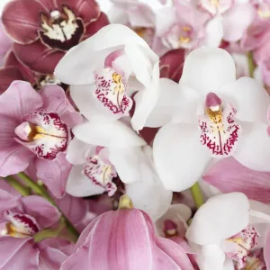 Wholesale Pastel Cymbidium Orchids for Mothers Day