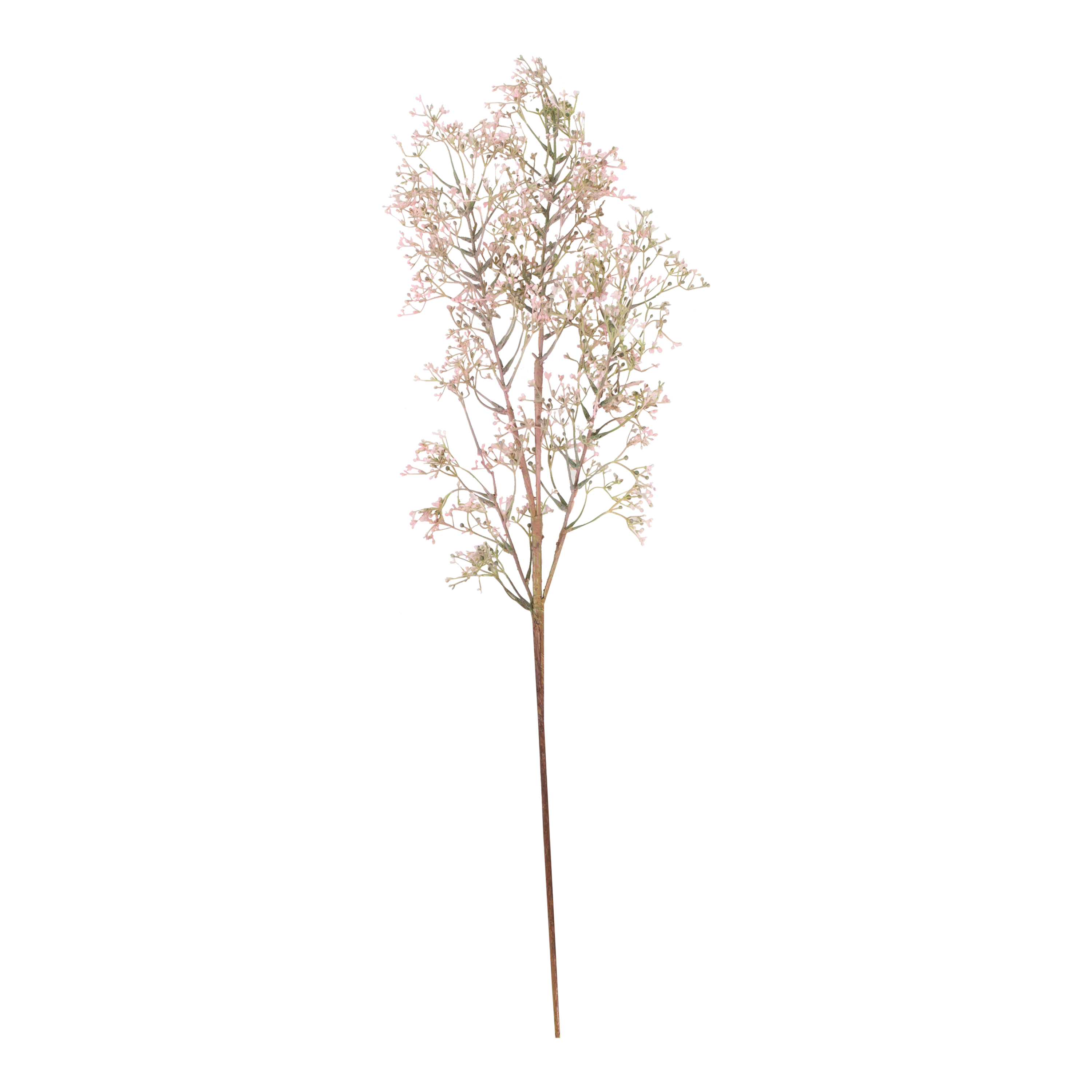 Wild Privet Stem