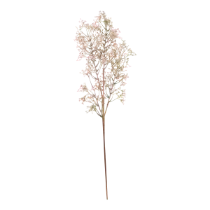 Wild Privet Stem