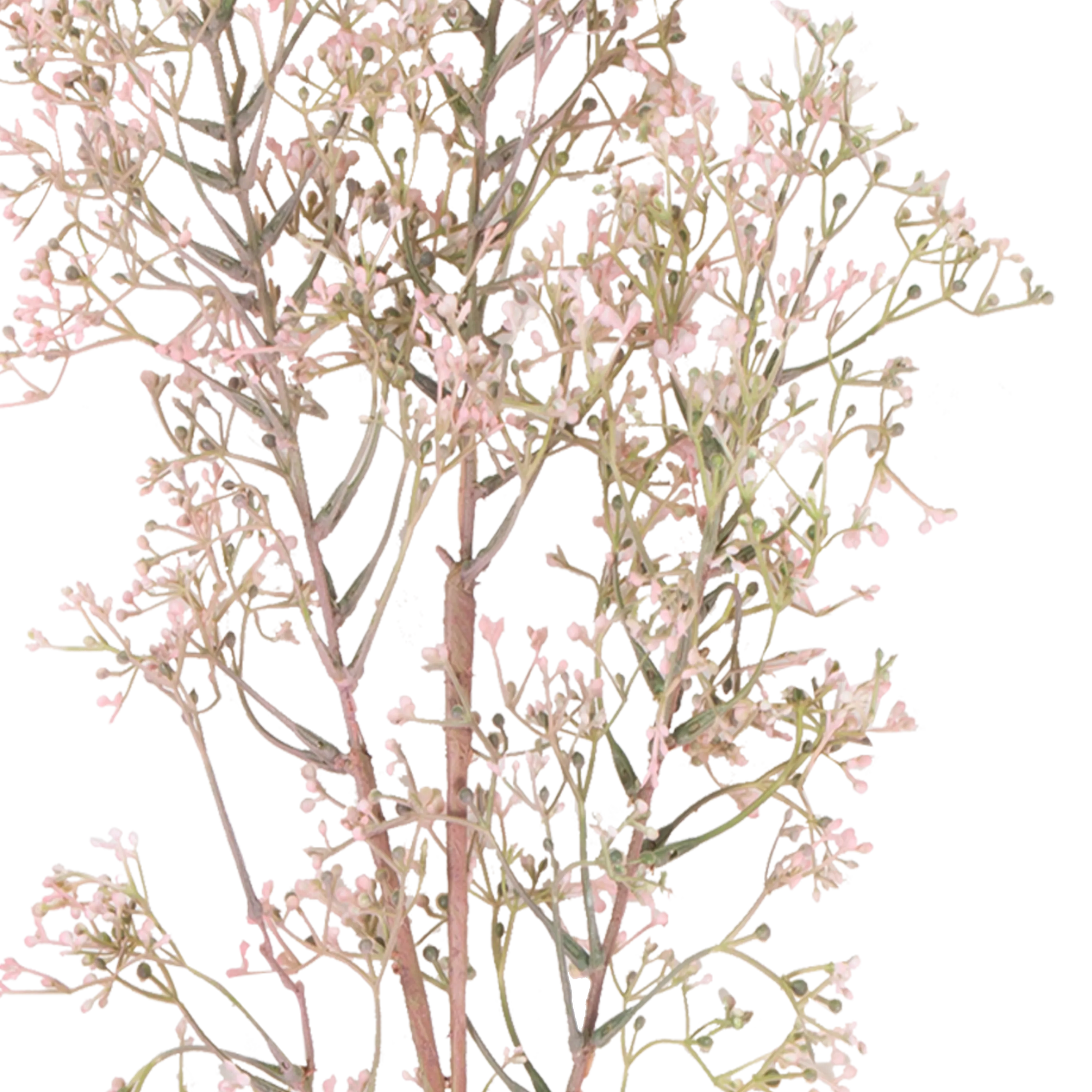 Wild Privet Stem